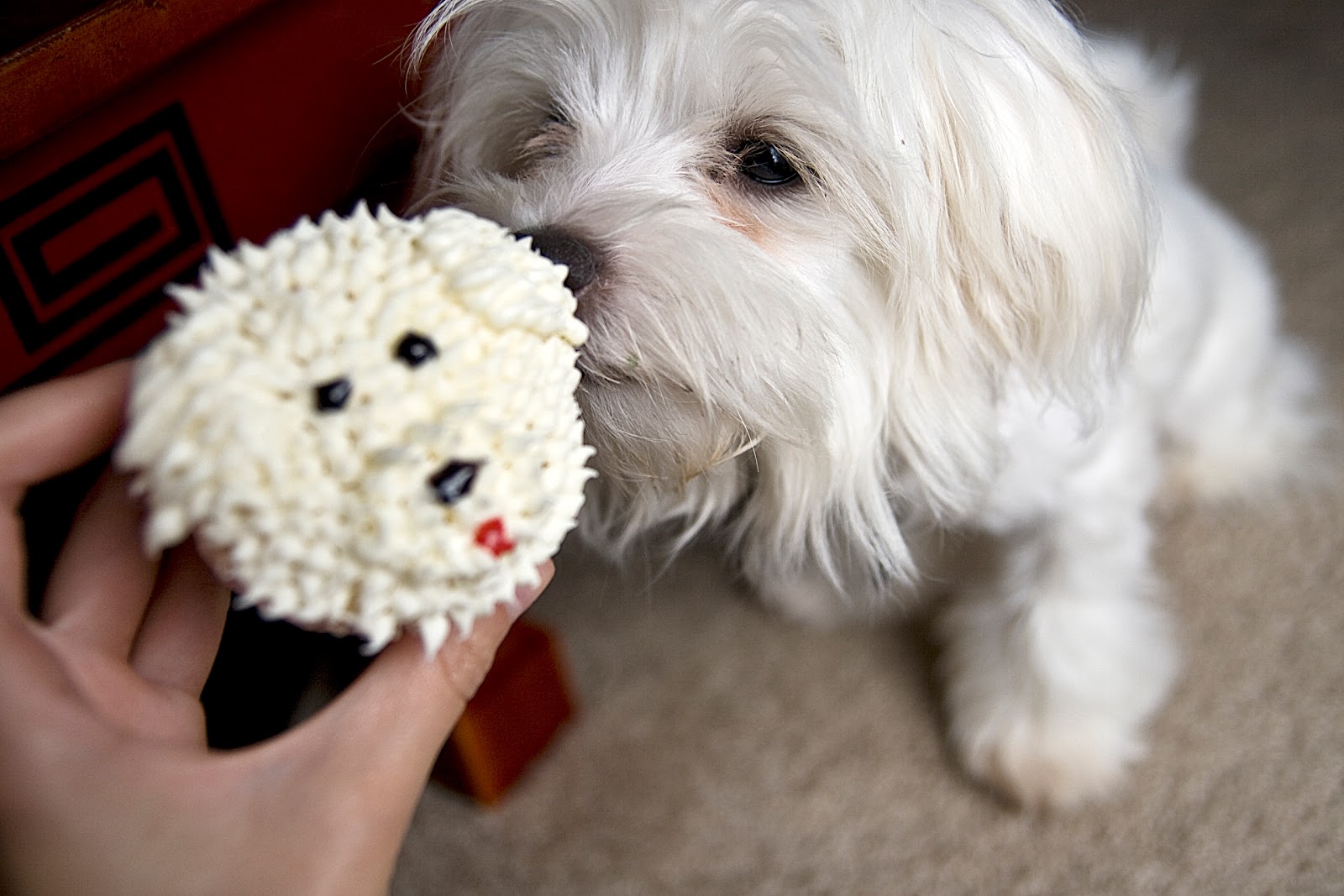 Dog Cupcake Recipe