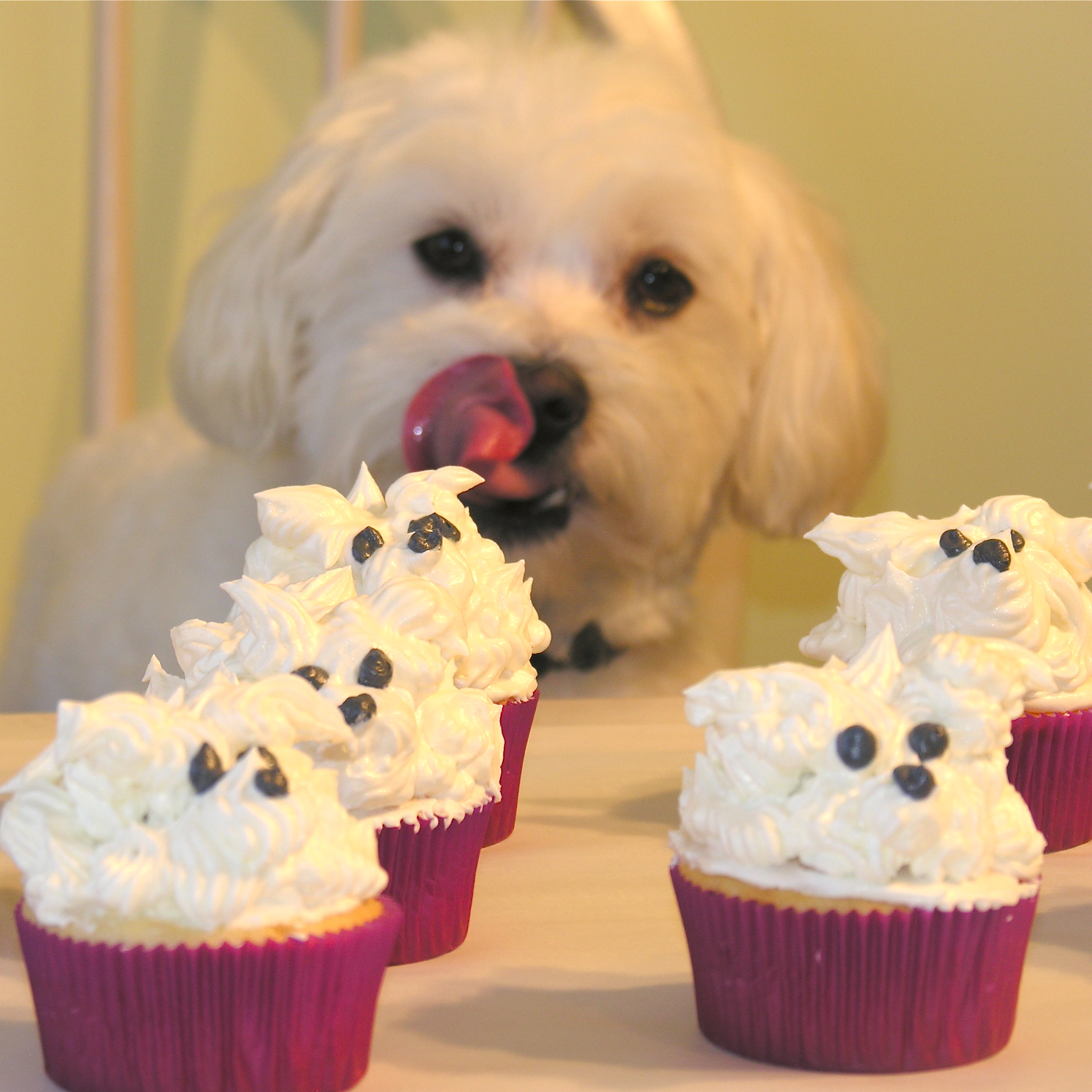 Dog Cupcakes