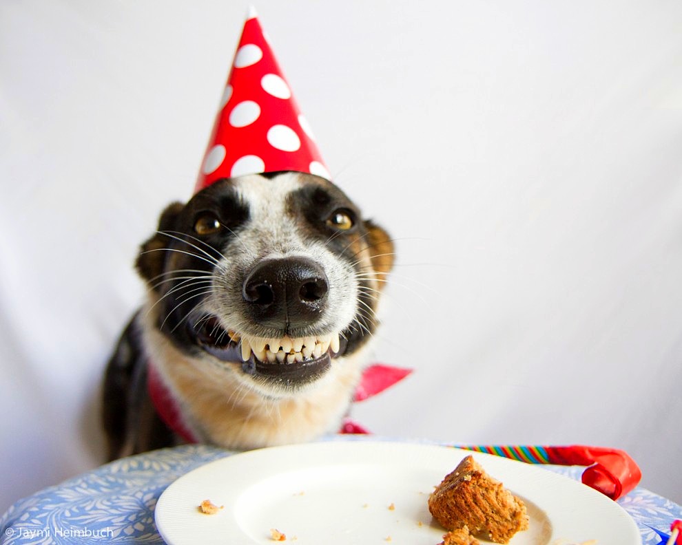 Happy Birthday Dog Cake