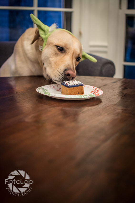 Labrador Retriever Birthday Cake