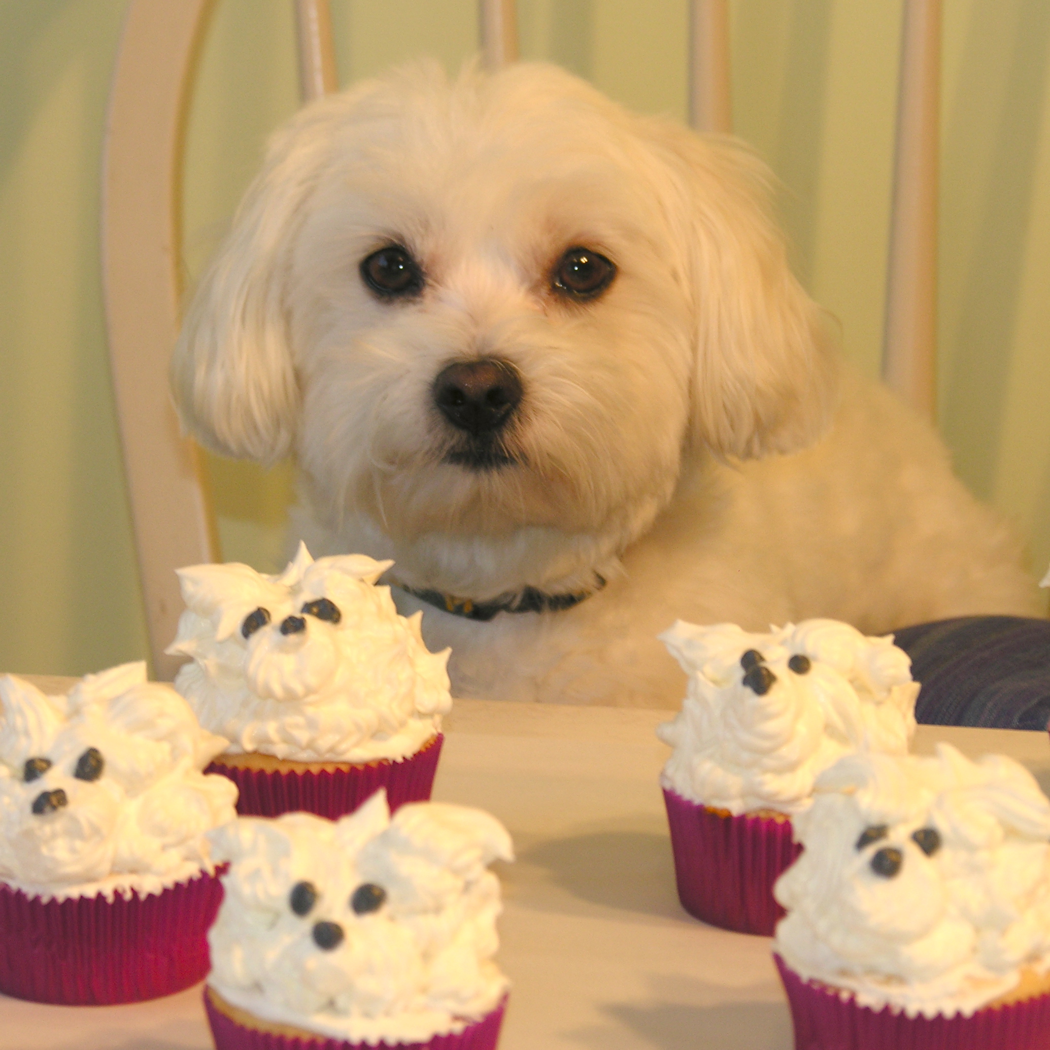 White Dog Cupcake