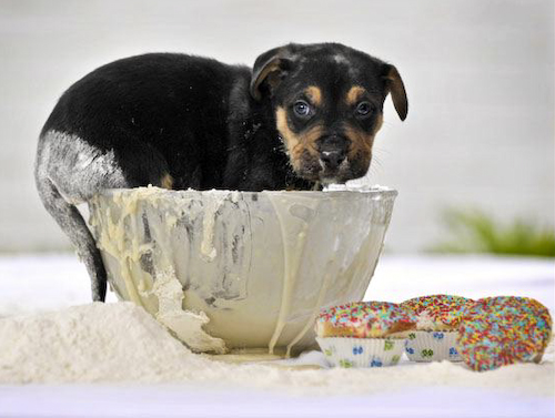 Cute Puppies Eating Cake