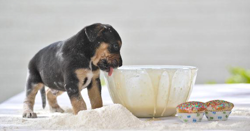 How to Bake a Cake Dog