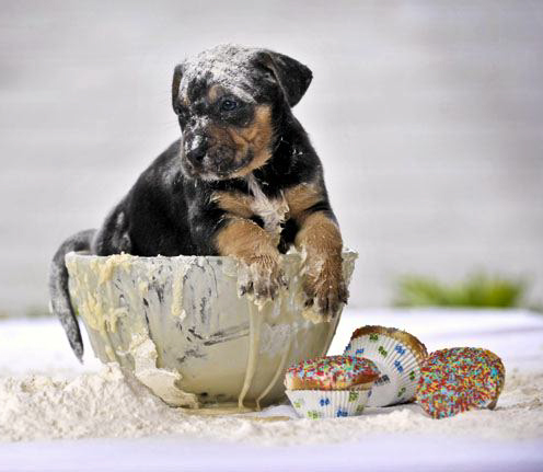 Puppy Eating Cake