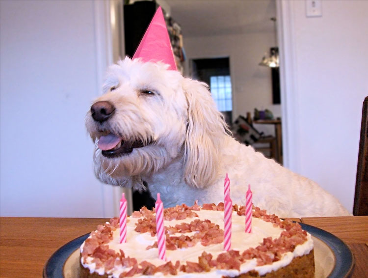 Happy Birthday Cake with Dog