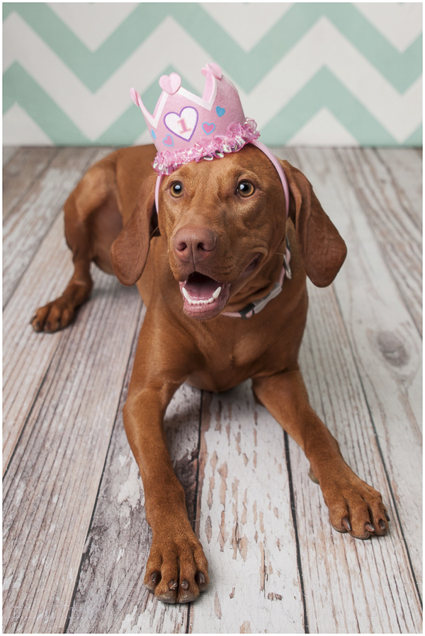 Birthday Vizsla Dogs