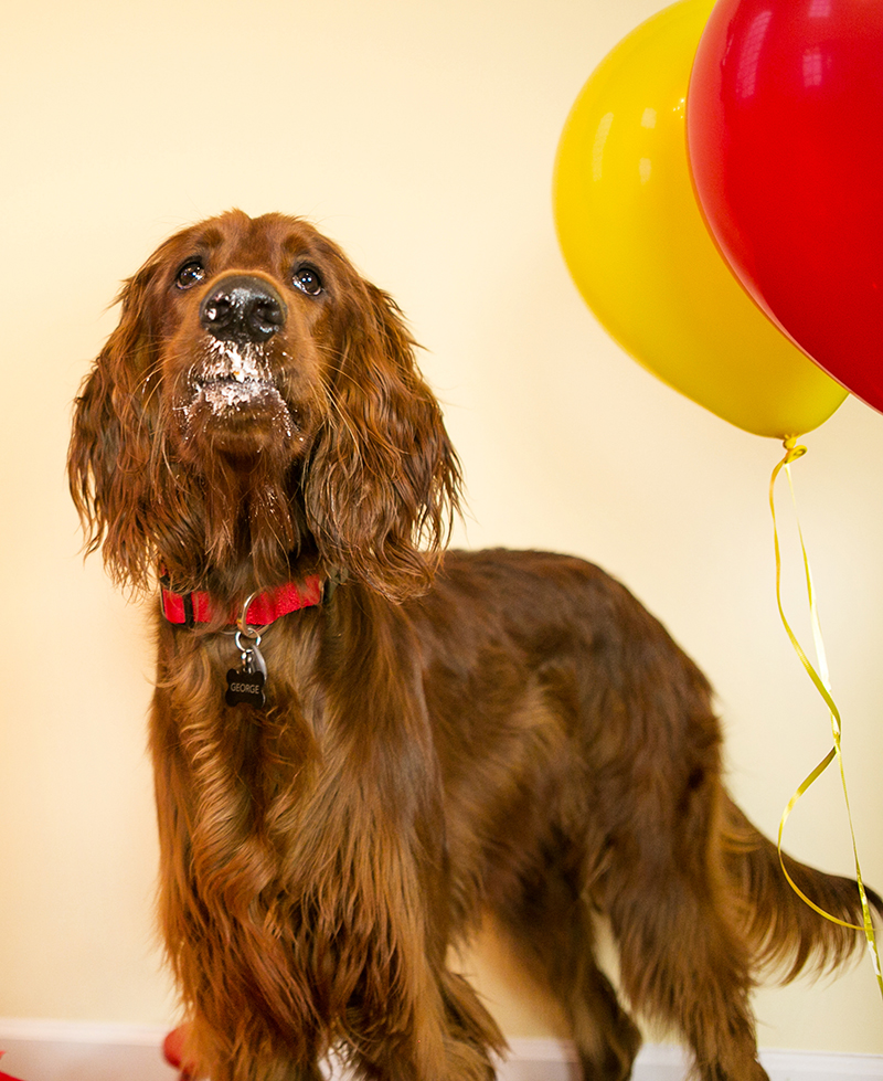 7 Photos of Puppy Pawty Birthday Cakes