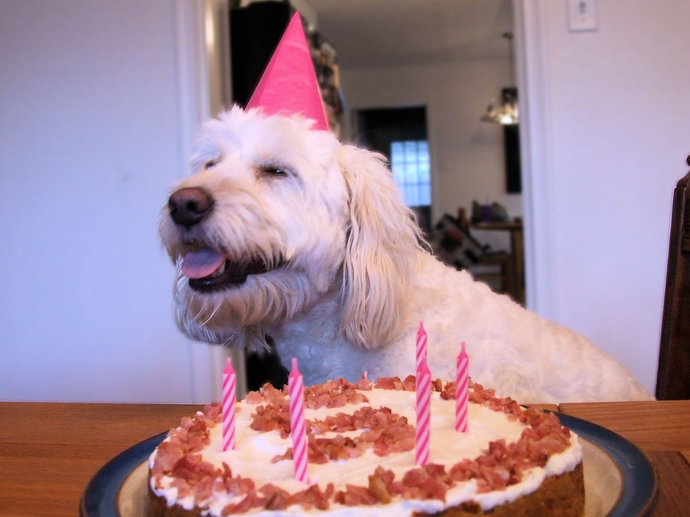 Happy Birthday Cake with Dog